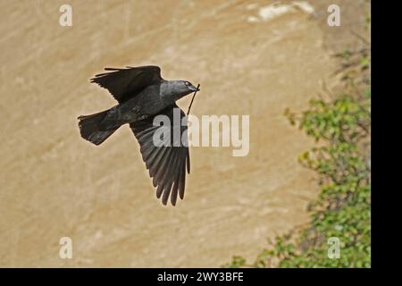 Jackdaw occidental (Corvus monedula), volant Banque D'Images