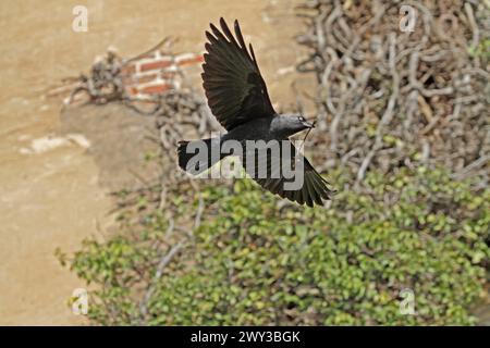 Jackdaw occidental (Corvus monedula), volant Banque D'Images