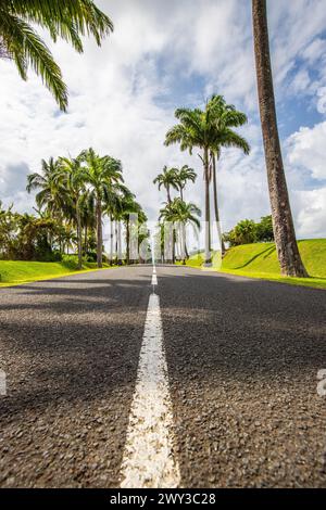 La célèbre avenue des palmiers l'allée Dumanoir. Paysage pris du centre de la rue dans l'avenue. Pris lors d'un coucher de soleil fantastique. Grand Terre Banque D'Images