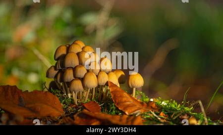 Picotements communs au mica (Coprinellus micaceus), gros plan, photographie de la nature, Schneeren, Neustadt am Ruebenberge Banque D'Images