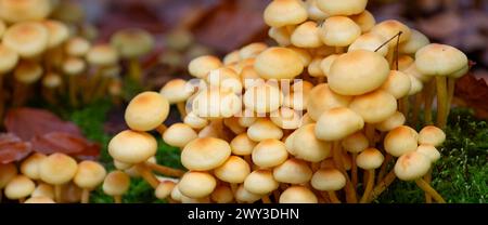 Tête de soufre à feuilles vertes (Hypholoma fasciculare), photographie de la nature, gros plan, Schneeren, Neustadt am Ruebenberge Banque D'Images