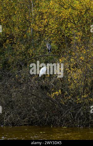 Grande aigrette (Ardea alba) s'attardant ensemble sur les branches sur la rive de Steinhuder Meer, Steinhuder Meer, Mardorf, Neustadt am Ruebenberge Banque D'Images