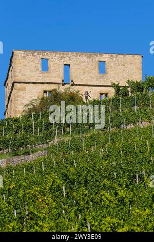 Yburg, y-Burg, Yberg, Eibenburg, ruines d'un château à flanc de colline, bâtiment historique, construit au début du XIVe siècle, destination d'excursion, vignoble Banque D'Images