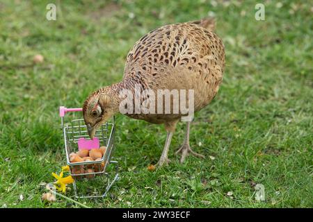 Faisan femelle debout à côté du chariot de shopping avec des noix dans l'herbe verte regardant vers le bas de l'avant gauche Banque D'Images