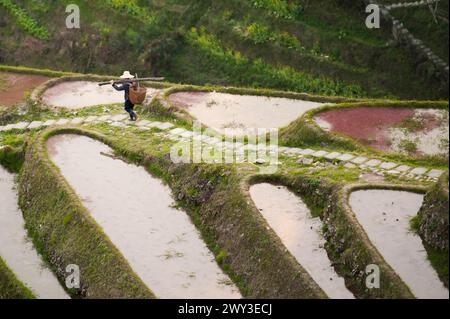 Longue terrasse de riz shen, guangxi, chine Banque D'Images