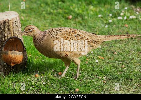 Faisan femelle debout dans l'herbe verte à côté de la souche d'arbre avec bol de nourriture sur la gauche regardant à gauche Banque D'Images