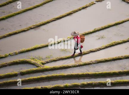 Longue terrasse de riz shen, guangxi, chine Banque D'Images