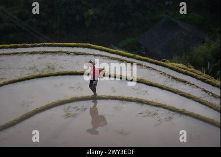 Longue terrasse de riz shen, guangxi, chine Banque D'Images