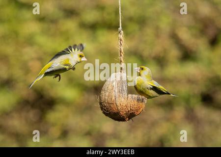 Greenfinch deux oiseaux avec de la nourriture dans le bec assis sur plat d'alimentation à gauche regarder et voler avec des ailes ouvertes à plat d'alimentation à droite regarder Banque D'Images