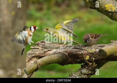 Goldfinch avec ailes ouvertes debout regardant à droite à greenfinch avec bec ouvert et ailes et moineau d'arbre debout sur la branche regardant à gauche Banque D'Images