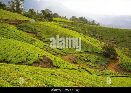 Collines verdoyantes avec plantations de thé à Munnar, Kerala, Inde Banque D'Images