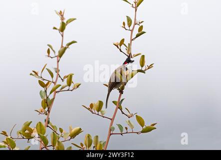 Bulbul (Pycnonotus cafer) ou Bulbul de sooty dans le parc national d'Eravikulam, Kannan Devan Hills, Munnar, Kerala, Inde Banque D'Images