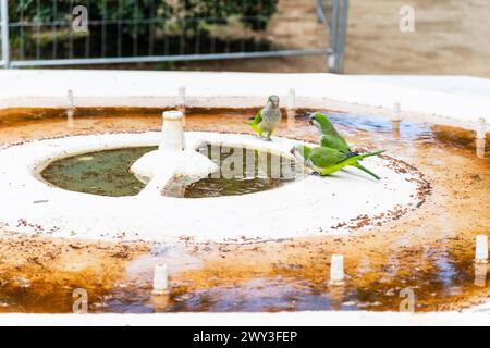 Oiseaux buvant à l'embouchure d'un puits désaffecté en raison de la pénurie d'eau à Barcelone, Espagne Banque D'Images