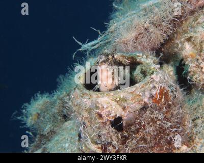 Un blenny à dents de sabre (Petroscirtes mitratus) habite une boîte en plastique, pollution marine, site de plongée House Reef, mangrove Bay, El Quesir, Mer Rouge Banque D'Images