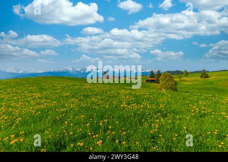 Pissenlit commun (Taraxacum sect. Ruderalia) au printemps, prairie près de Rieden am Forggensee, Ostallgaeu, Allgaeu, Bavière, Allemagne Banque D'Images