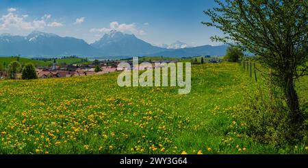 Pissenlit commun (Taraxacum sect. Ruderalia) au printemps, prairie près de Rieden am Forggensee, Ostallgaeu, Allgaeu, Bavière, Allemagne Banque D'Images