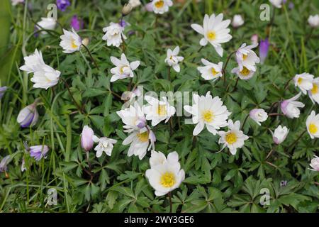 Anémone des bois (Anemonoides nemorosa) (syn. : Anemone nemorosa), fleurs et bourgeons, Rhénanie du Nord-Westphalie, Allemagne Banque D'Images