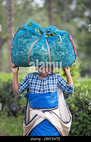 Cueilleur de thé indien portant un grand sac de feuilles de thé sur sa tête, Munnar, Kerala, Inde Banque D'Images