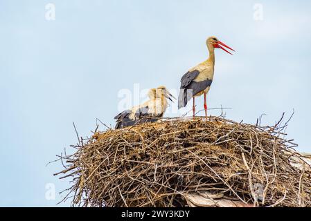 Cigognes blanches nichant au village croate de Cigoc Banque D'Images