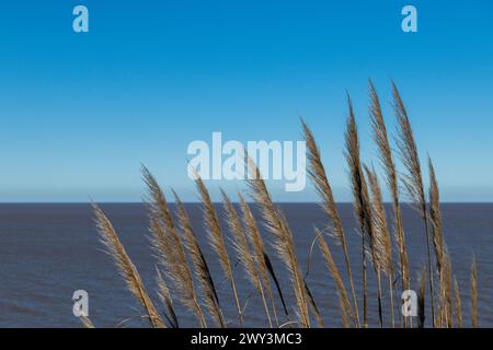 Un champ d'herbes hautes est à côté d'un plan d'eau. Le ciel est clair et bleu, et l'herbe est sèche et brune. La scène est paisible et sereine, avec th Banque D'Images