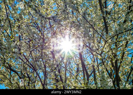 Une vue panoramique de branches avec des fleurs de prunes blanches contre un ciel bleu Banque D'Images