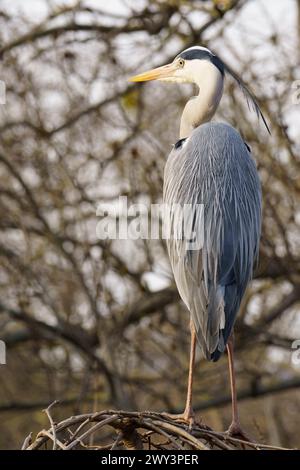 Héron gris (Ardea cinerea) debout sur son nid à Vienne, Autriche Banque D'Images