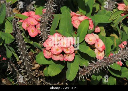 Fleurs roses sur une couronne d'épines (euphorbia milii) plante dans un jardin Banque D'Images