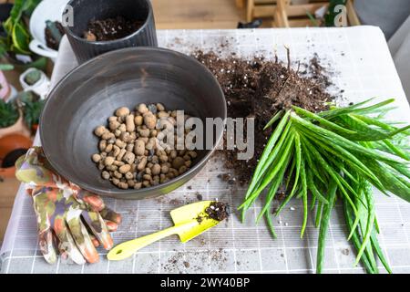 Granulés d'argile expansée pour le drainage de l'eau du système racinaire au fond du pot pour la mise en pot, la transplantation de la plante d'Aloe Vera. Succulent sur le tabl Banque D'Images