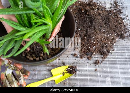 Le rempotage, la transplantation et la reproduction sont la séparation des enfants de la plante Aloe Vera. Succulent sur la table, pot, terre, cuillère Banque D'Images