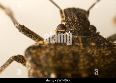 Vrais bugs (Hemiptera), ultra macro tête portrait sur fond blanc . Macro-photographie bug Banque D'Images