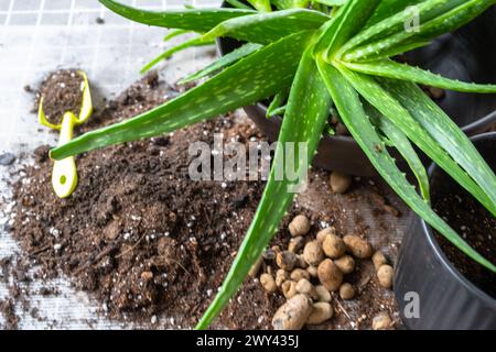 Granulés d'argile expansée pour le drainage de l'eau du système racinaire au fond du pot pour la mise en pot, la transplantation de la plante d'Aloe Vera. Succulent sur le tabl Banque D'Images