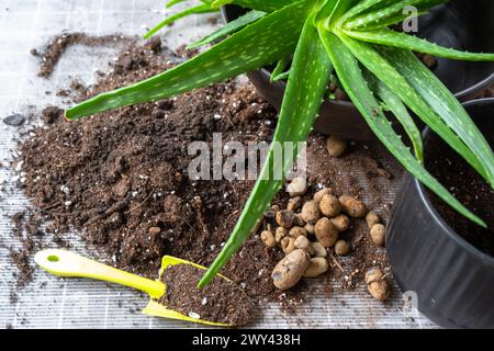 Granulés d'argile expansée pour le drainage de l'eau du système racinaire au fond du pot pour la mise en pot, la transplantation de la plante d'Aloe Vera. Succulent sur le tabl Banque D'Images