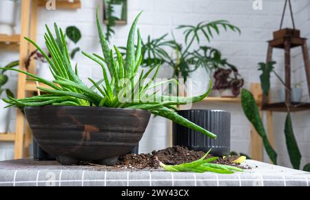 Le rempotage, la transplantation et la reproduction sont la séparation des enfants de la plante Aloe Vera. Succulent sur la table, pot, terre, cuillère Banque D'Images