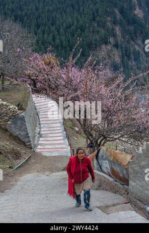 Fleurs de cerisier, Sangla, Inde Banque D'Images