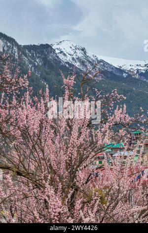 Fleurs de cerisier, Sangla, Inde Banque D'Images