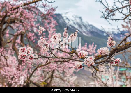 Fleurs de cerisier, Sangla, Inde Banque D'Images