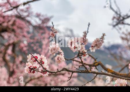 Fleurs de cerisier, Sangla, Inde Banque D'Images