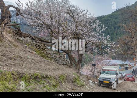 Fleurs de cerisier, Sangla, Inde Banque D'Images