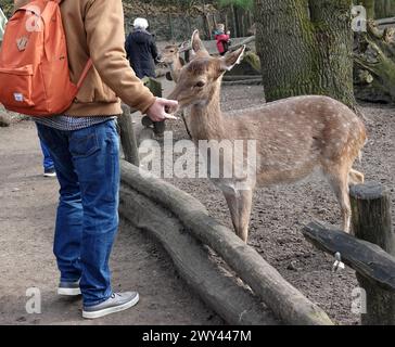 Nordhorn, Allemagne 20 mars 2024 Un homme nourrit le cerf sika dans le zoo de Nordhorn Banque D'Images