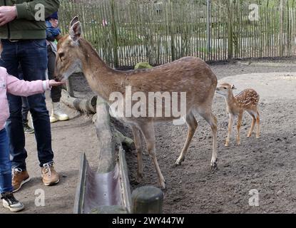 Nordhorn, Allemagne 20 mars 2024 personnes nourrissant le cerf sika. Une biche avec faon Banque D'Images