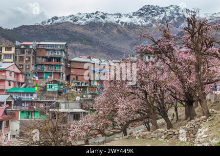 Fleurs de cerisier, Sangla, Inde Banque D'Images