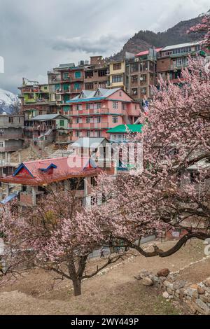 Fleurs de cerisier, Sangla, Inde Banque D'Images