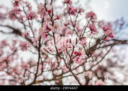 Fleurs de cerisier, Sangla, Inde Banque D'Images