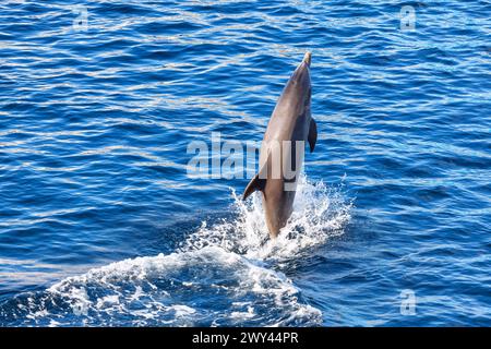 Dauphin sautant hors de l'eau. Des dauphins dans l'océan. Banque D'Images