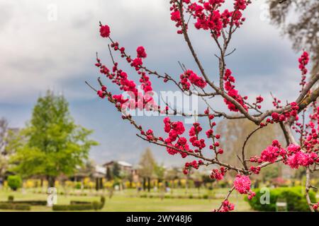 Shalimar Bagh, jardin moghol, XVIIe siècle, Srinagar, Cachemire, Inde Banque D'Images