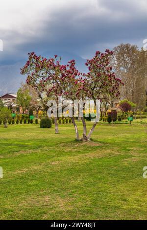 Shalimar Bagh, jardin moghol, XVIIe siècle, Srinagar, Cachemire, Inde Banque D'Images