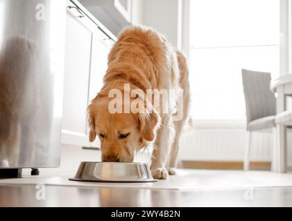 Golden Retriever Dog mange du bol dans la cuisine avec intérieur lumineux Banque D'Images