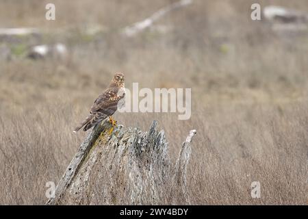 Une femelle harrier du Nord (Circus hudsonius) est assise sur une souche cassée dans le marais salé côtier de la Colombie-Britannique Banque D'Images