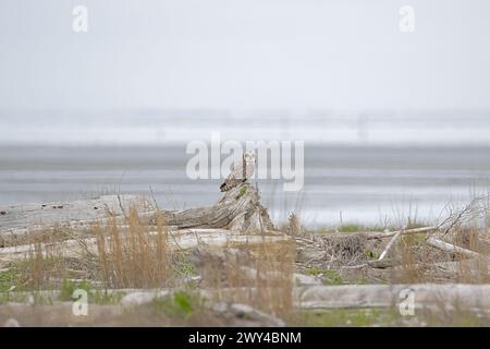 Un hibou à oreilles courtes (Asio flammeus) est assis sur du bois flotté dans les baies côtières de la Colombie-Britannique Banque D'Images