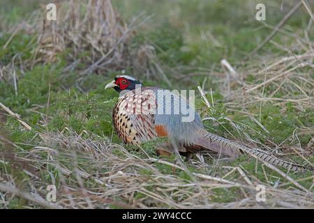 Un faisan mâle à col annulaire niché dans quelques graminées à Boundary Bay, en Colombie-Britannique. C'est une espèce introduite dans la région. Banque D'Images